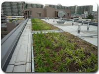 屋上緑化エコルーファー施工例