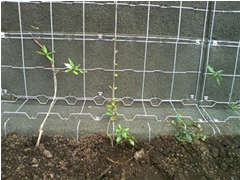 樹種：ヘデラヘリックス　施工3ヶ月